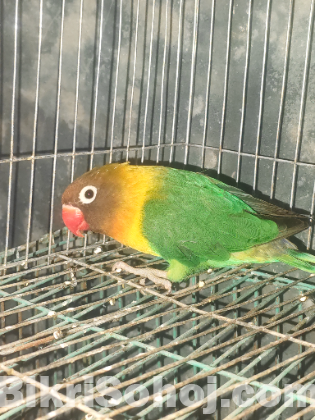 লাভ বার্ড